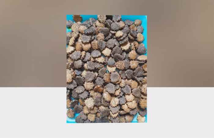 Sống khỏe 360 - Công dụng chữa bệnh từ gấc  (04-03-2020)